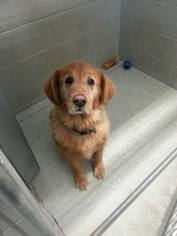 Golden Retriever Dogs for adoption in Detroit Lakes, MN, USA