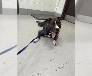 Staffordshire Bull Terrier-Unknown Mix Dogs for adoption in Corpus Christi, TX, USA