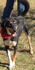 Small Greater Swiss Mountain Dog Mix