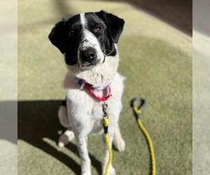 Pointer-Unknown Mix Dogs for adoption in Las Vegas, NV, USA