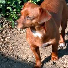 Dachshund-Unknown Mix Dogs for adoption in San Diego, CA, USA