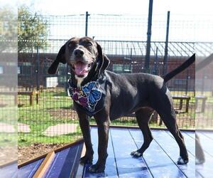 Mutt Dogs for adoption in San Antonio, TX, USA