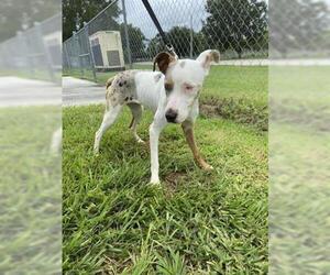 Catahoula Leopard Dog Dogs for adoption in Vero Beach, FL, USA