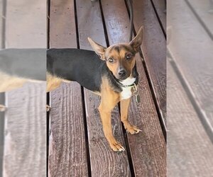 Small Miniature Pinscher Mix