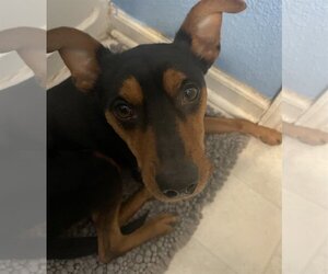 Miniature Pinscher-Unknown Mix Dogs for adoption in Fishers, IN, USA