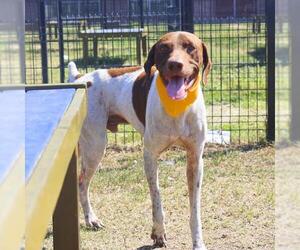 Pointer-Unknown Mix Dogs for adoption in San Antonio, TX, USA