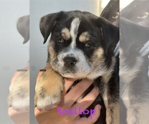 Medium Photo #1 Australian Shepherd-Bulldog Mix Puppy For Sale in Mission Viejo, CA, USA