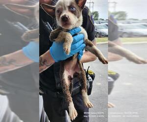 Huskies -Unknown Mix Dogs for adoption in San Antonio, TX, USA
