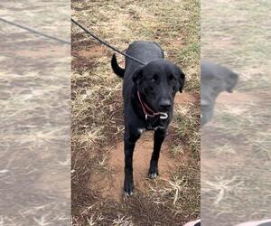 Shepradors Dogs for adoption in Forest, VA, USA