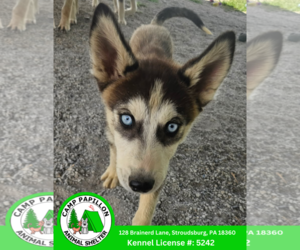 - Mix Dogs for adoption in Stroudsburg, PA, USA