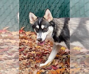 Pomeranian Dogs for adoption in Matawan, NJ, USA