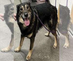 German Shepherd Dog Dogs for adoption in Forestville, MD, USA