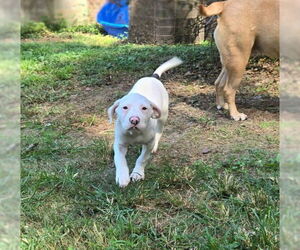 Mutt Dogs for adoption in Holly Springs, NC, USA