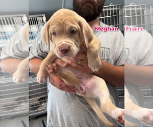 Catahoula Leopard Dog Dogs for adoption in Jackson Township, NJ, USA