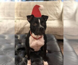 American Pit Bull Terrier-Unknown Mix Dogs for adoption in Blacklick, OH, USA