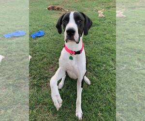 Great Dane Dogs for adoption in Wylie, TX, USA