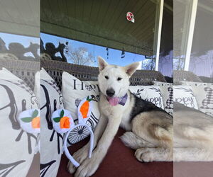 Huskies -Unknown Mix Dogs for adoption in Sandy, UT, USA