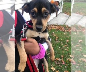 Chihuahua-Rottweiler Mix Dogs for adoption in Middletown, NY, USA