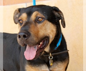 Rottweiler-Unknown Mix Dogs for adoption in Albuquerque, NM, USA