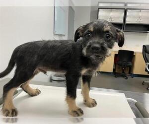 Labrador Retriever-Shih Tzu Mix Dogs for adoption in Corpus Christi, TX, USA
