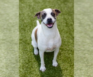 Boxador Dogs for adoption in Canton, CT, USA