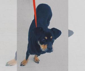 American Rat Pinscher Dogs for adoption in Chicago, IL, USA