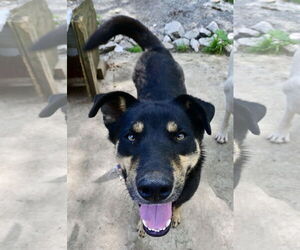Siberian Husky-Unknown Mix Dogs for adoption in Tracy City, TN, USA
