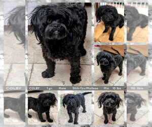 Mal-Shi Dogs for adoption in Mesa, AZ, USA