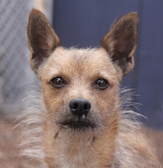 Small Border Terrier Mix