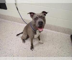 Bullboxer Pit Dogs for adoption in Brighton, CO, USA