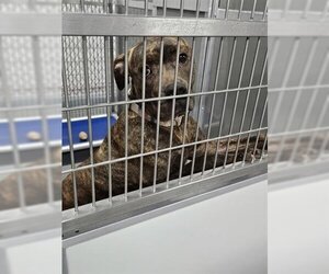 American Pit Bull Terrier Dogs for adoption in Norfolk, VA, USA