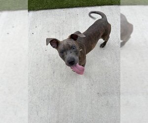 American Pit Bull Terrier-Unknown Mix Dogs for adoption in Pearland, TX, USA
