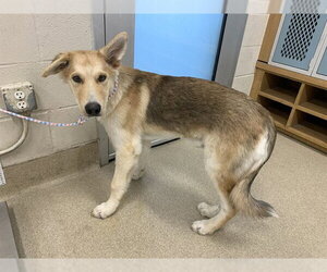 Siberian Husky-Unknown Mix Dogs for adoption in Grand Prairie, TX, USA
