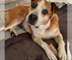 Boxer-Retriever  Mix Dogs for adoption in Chandler, AZ, USA