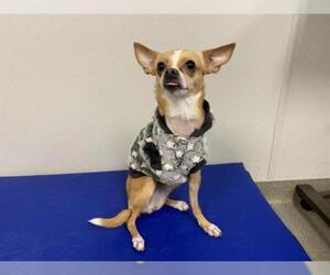 Chihuahua Dogs for adoption in Pueblo, CO, USA