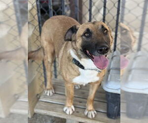 German Shepherd Dog Dogs for adoption in Riverside, CA, USA