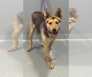 German Shepherd Dog Dogs for adoption in San Martin, CA, USA
