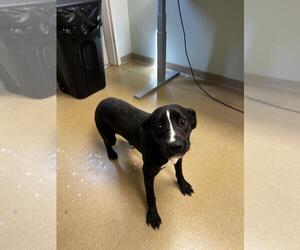 American Pit Bull Terrier-Unknown Mix Dogs for adoption in Fort Collins, CO, USA