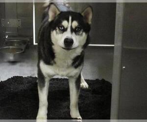 Siberian Husky Dogs for adoption in Orange, CA, USA
