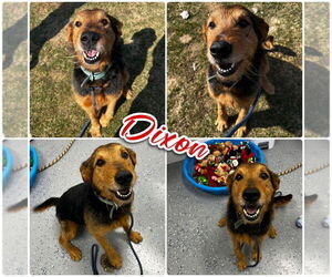 Airedale Terrier-Mastiff Mix Dogs for adoption in Pierceton , IN, USA