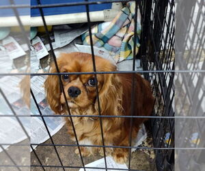Cavalier King Charles Spaniel Dogs for adoption in Mukwonago, WI, USA