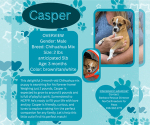 Chihuahua-Unknown Mix Dogs for adoption in Rancho Cordova, CA, USA