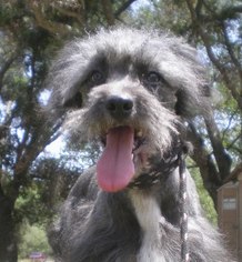 Poodle (Miniature)-Unknown Mix Dogs for adoption in Templeton, CA, USA