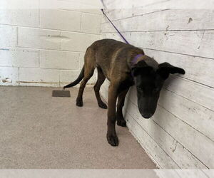 Mutt Dogs for adoption in San Bernardino, CA, USA