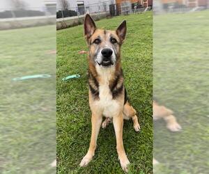 German Shepherd Dog Dogs for adoption in Rosenberg, TX, USA