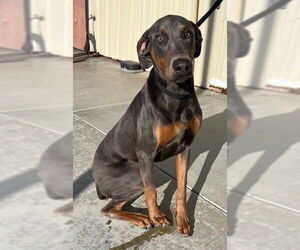 Doberman Pinscher Dogs for adoption in Norco, CA, USA
