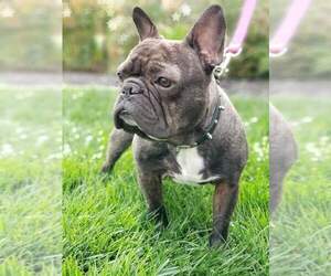 French Bulldog Dogs for adoption in vacaville, CA, USA