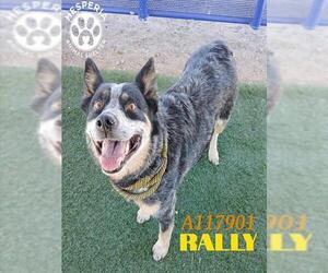 Mutt Dogs for adoption in HESPERIA, CA, USA