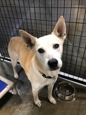 Small Alaskan Husky Mix