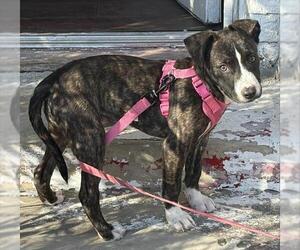 American Staffordshire Terrier-Unknown Mix Dogs for adoption in San Antonio, TX, USA